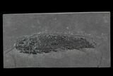 Devonian Lobed-Fin Fish (Osteolepis) pos/neg - Scotland #98050-2